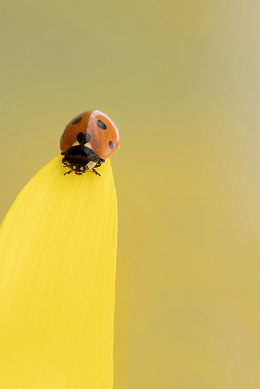 coccinelle 1.jpg