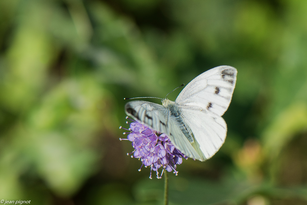 papillon piéride du navet 09 2020-0649.jpg