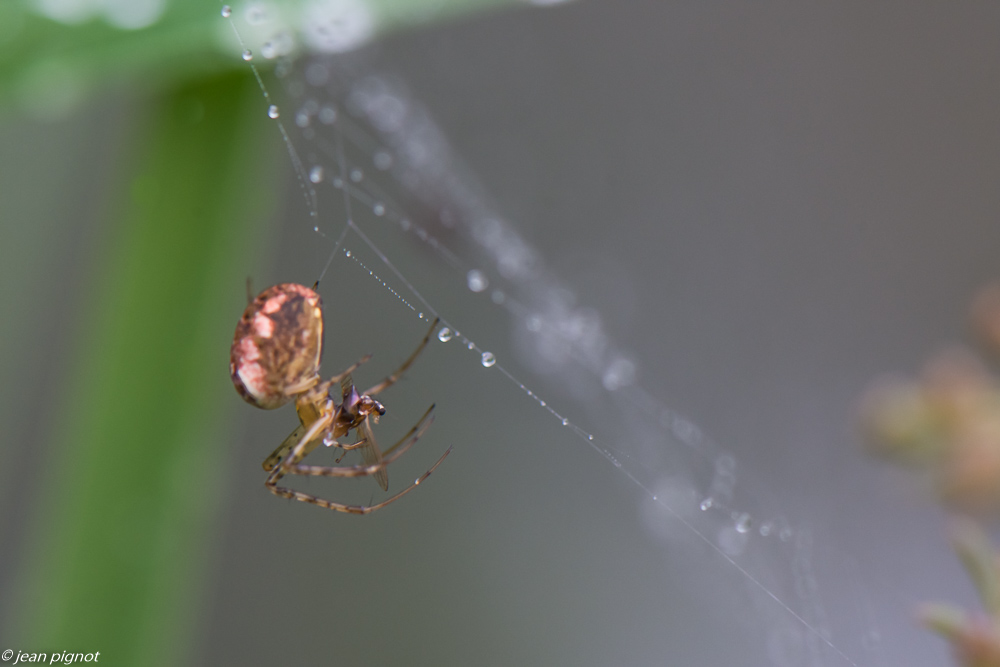 araignée et sa proie 09 2020-0682.jpg