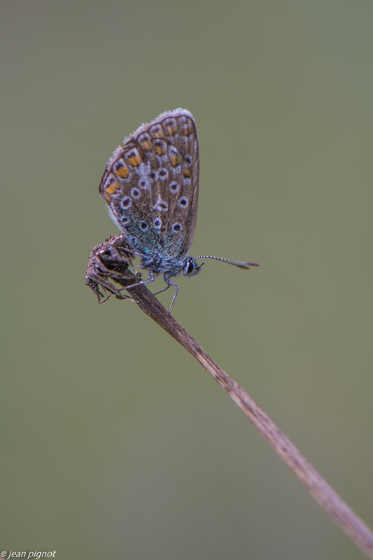azuré 09 2020-0596.jpg
