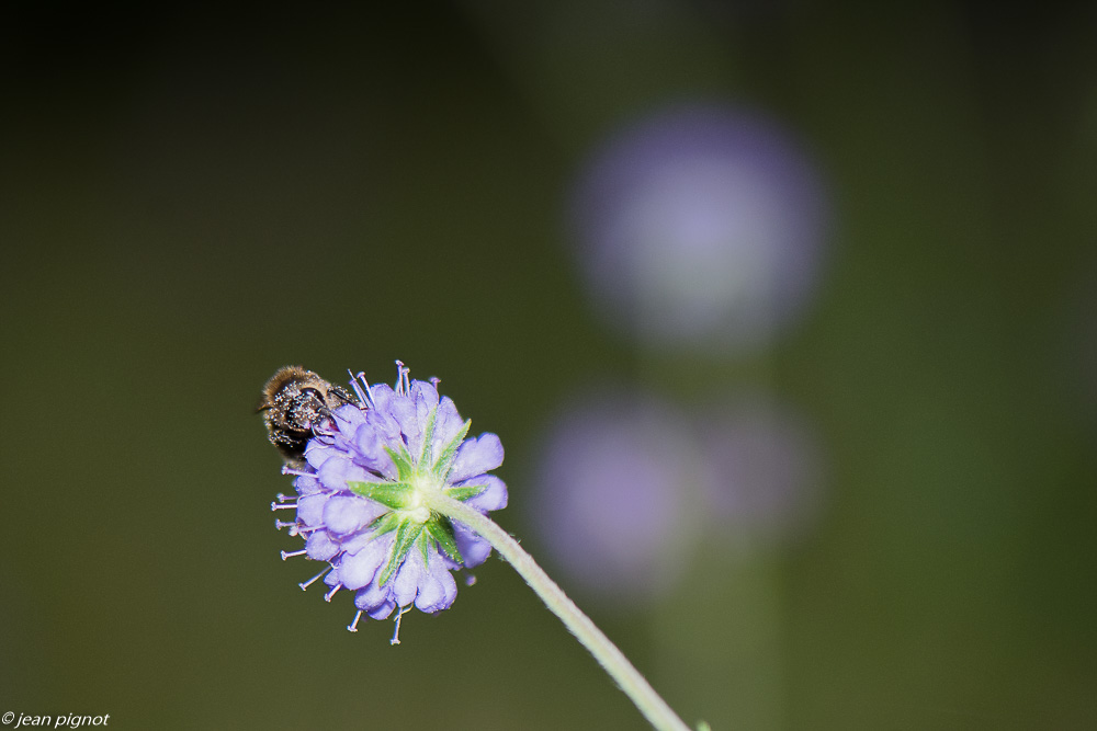 insectes du 10 2020-0918.jpg