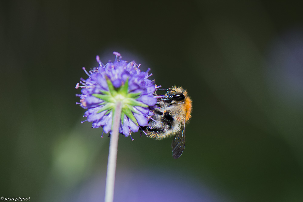 insectes du 10 2020-1001.jpg