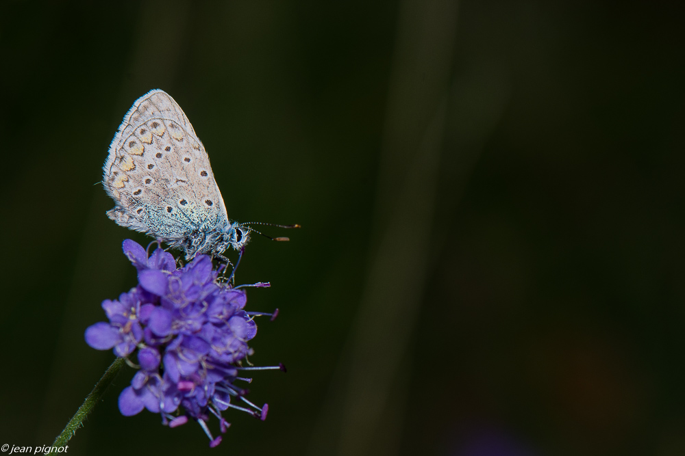 insectes du 10 2020-1041.jpg