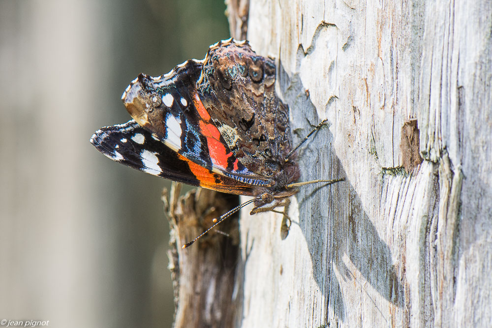 insectes du 10 2020-1117.jpg