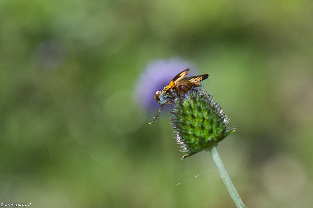 insectes  de la mort du diable 10 2020-1244.jpg
