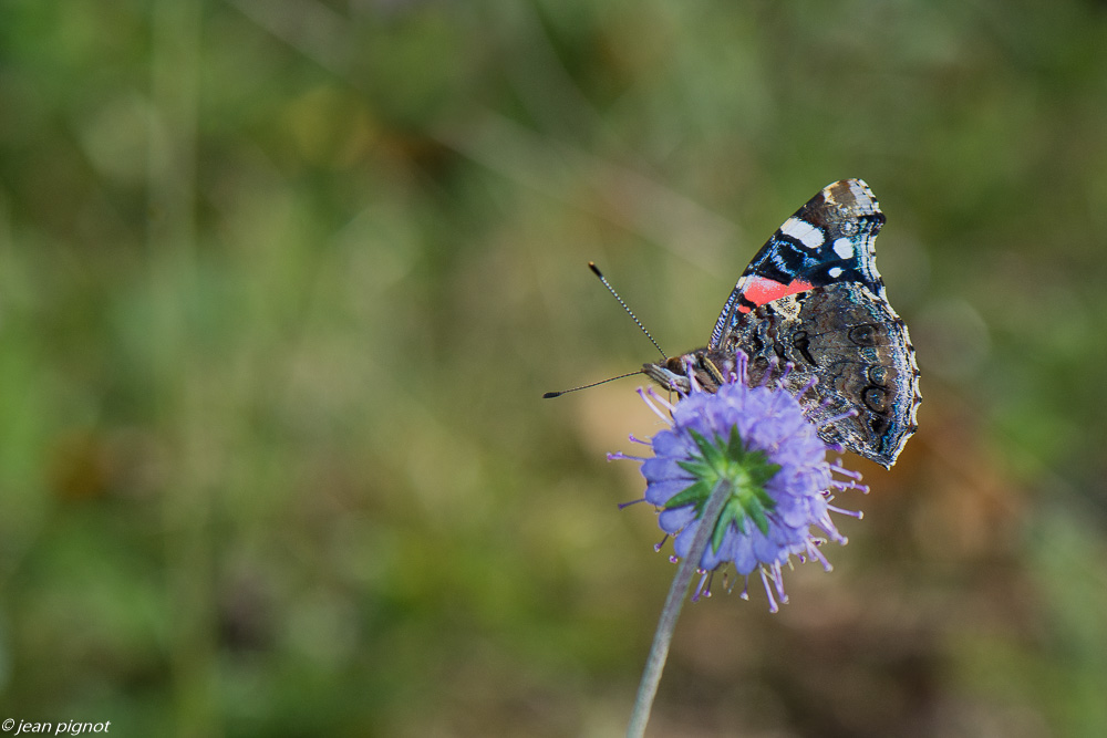 insectes  de la mort du diable 10 2020-1637.jpg