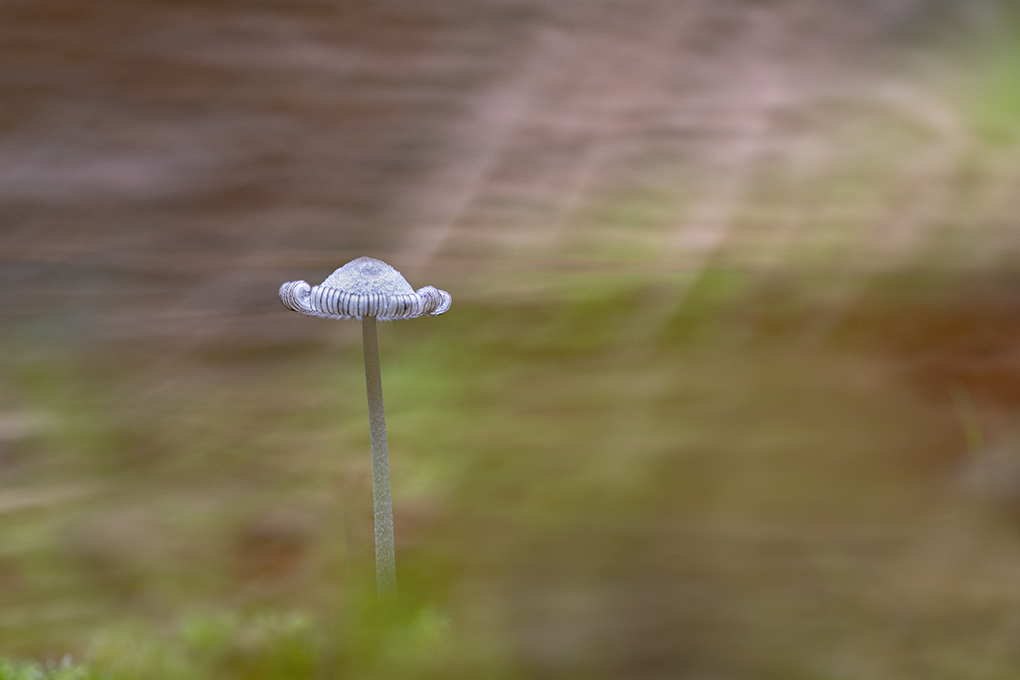 champignons 24.jpg