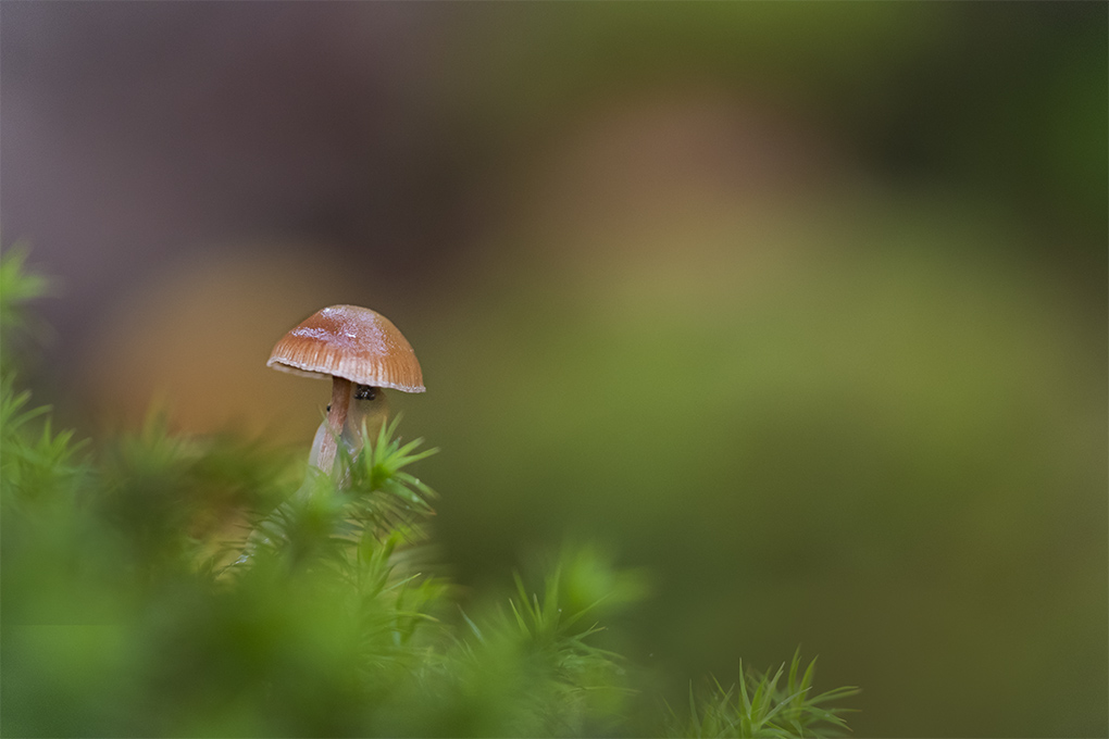 champignons 30.jpg
