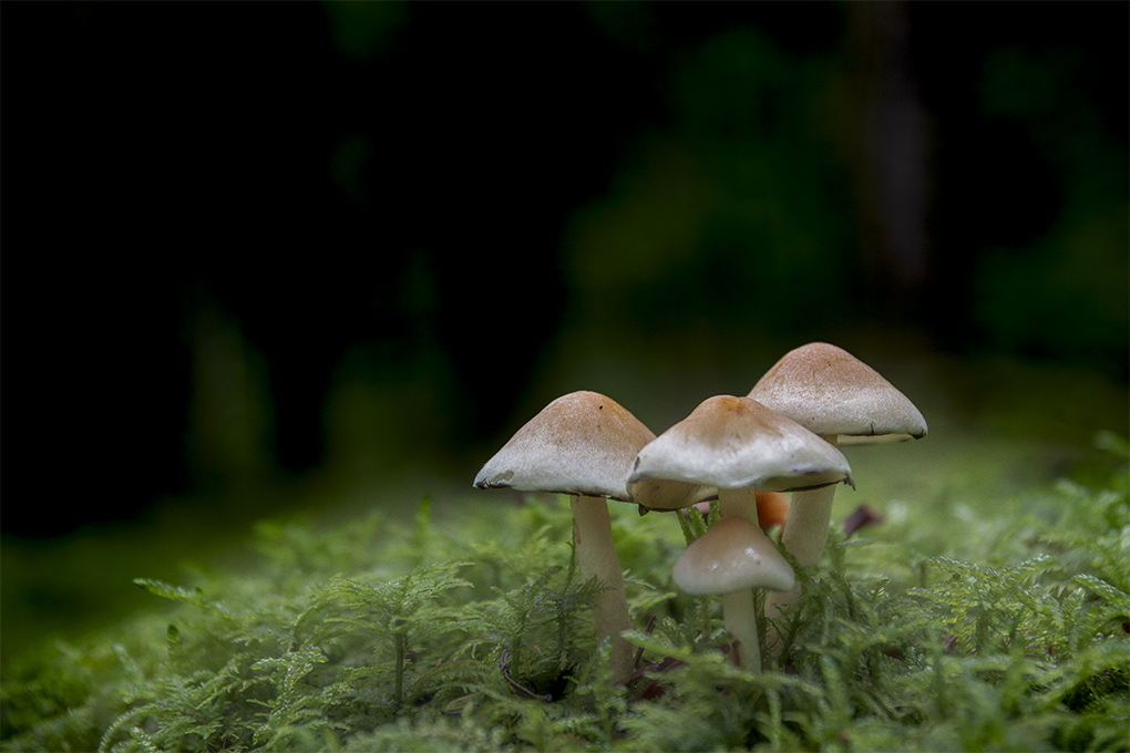 champignons 37.jpg
