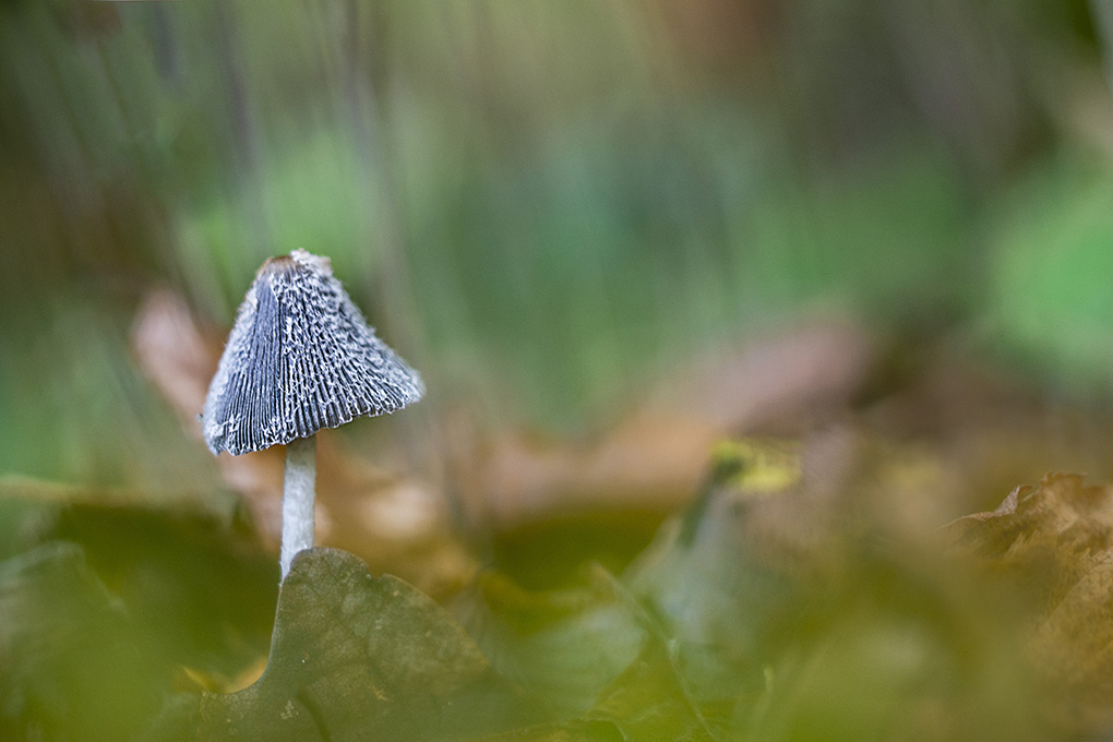 coprinopsis lagonus (2).jpg