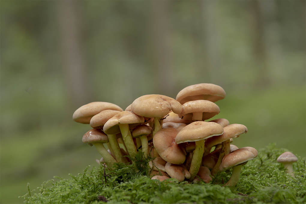 hypolome.jpg