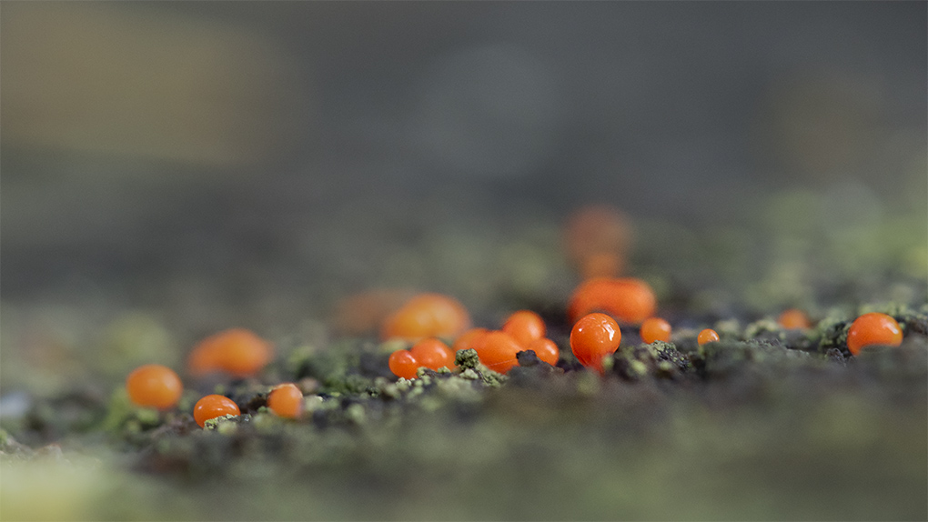champignon 25 10 1.jpg