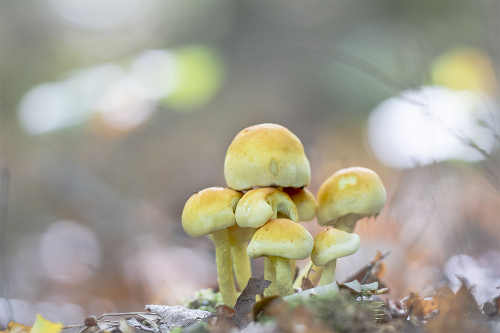 champignons 38.jpg