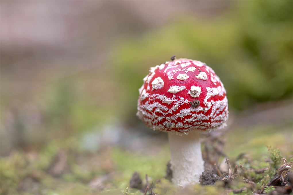 amanite tue mouche 3.jpg