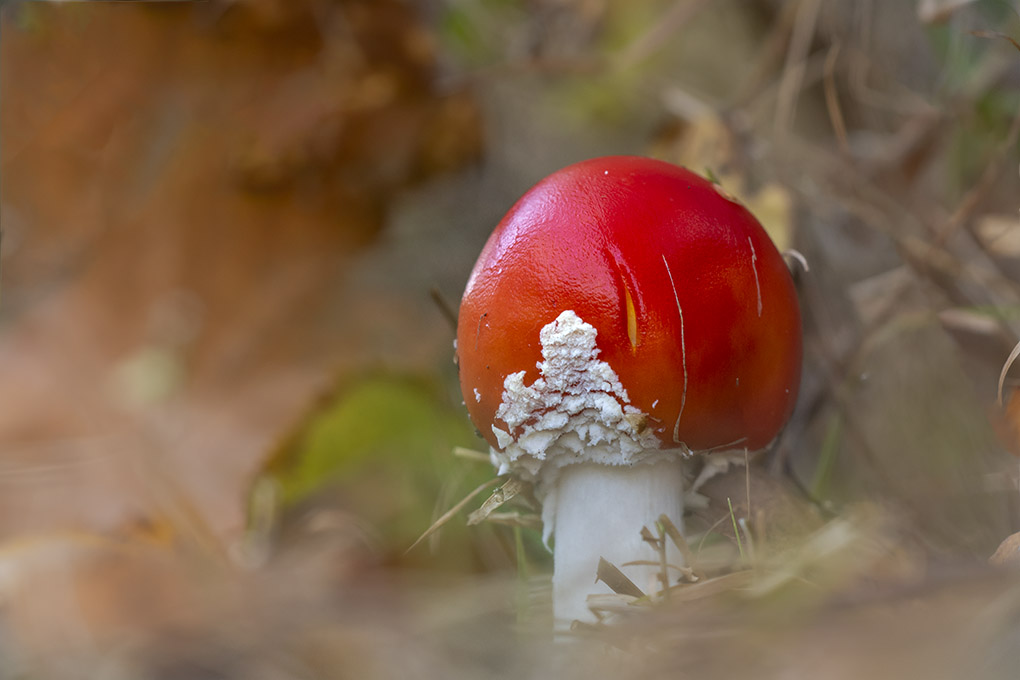 amanite tue mouche 4.jpg
