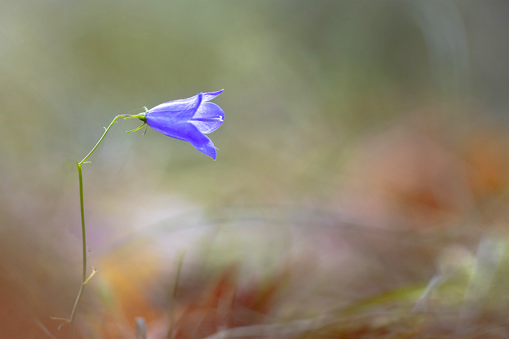 fleur 25 10 4.jpg