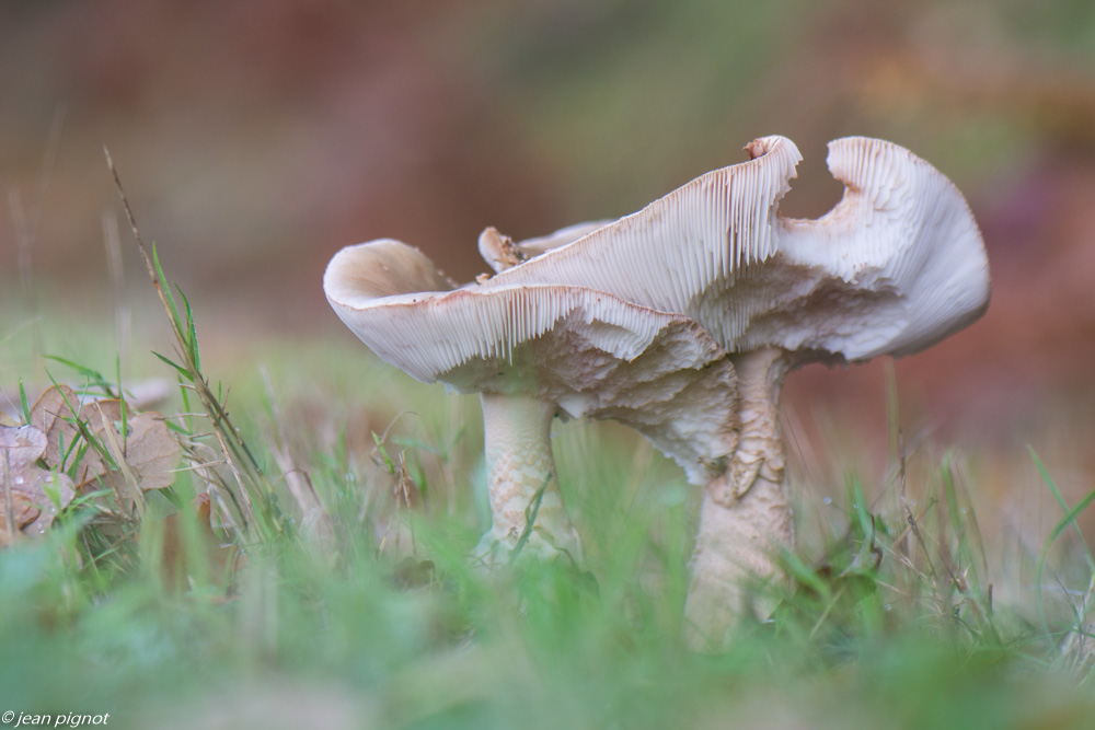 champignons 10 2020-5.jpg
