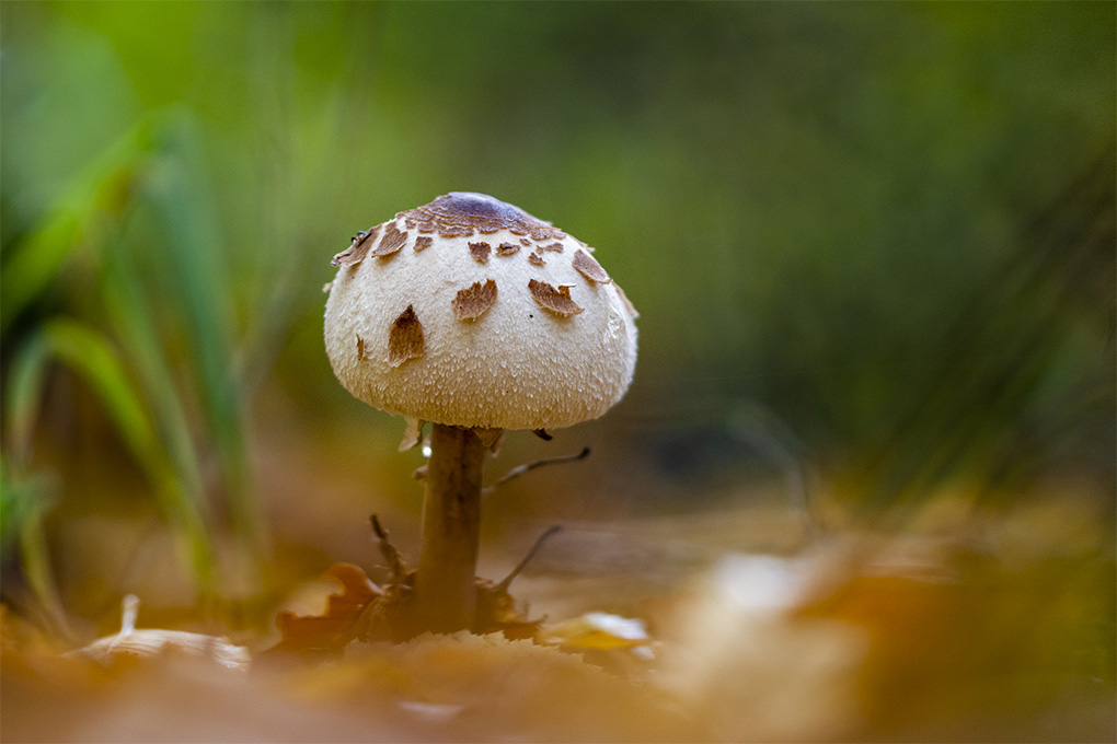 lépiotte élevée b.jpg