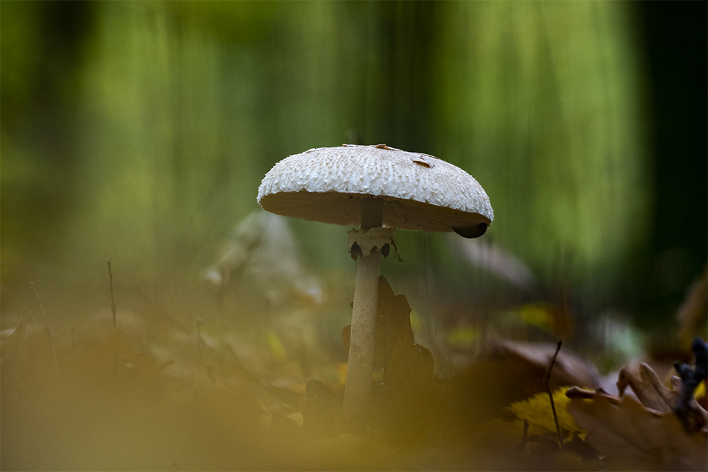 lépiotte élevée f.jpg
