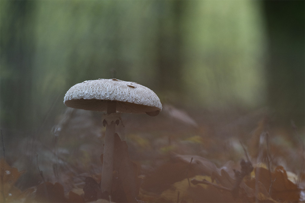 lépiotte élevée g.jpg