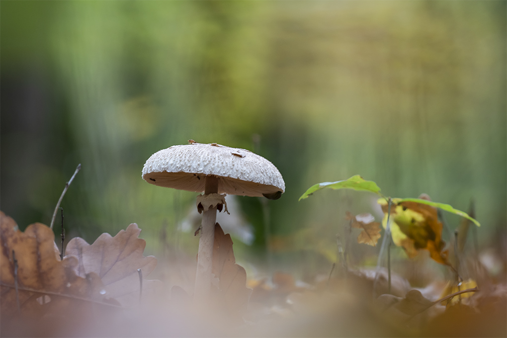 lépiotte élevée h.jpg