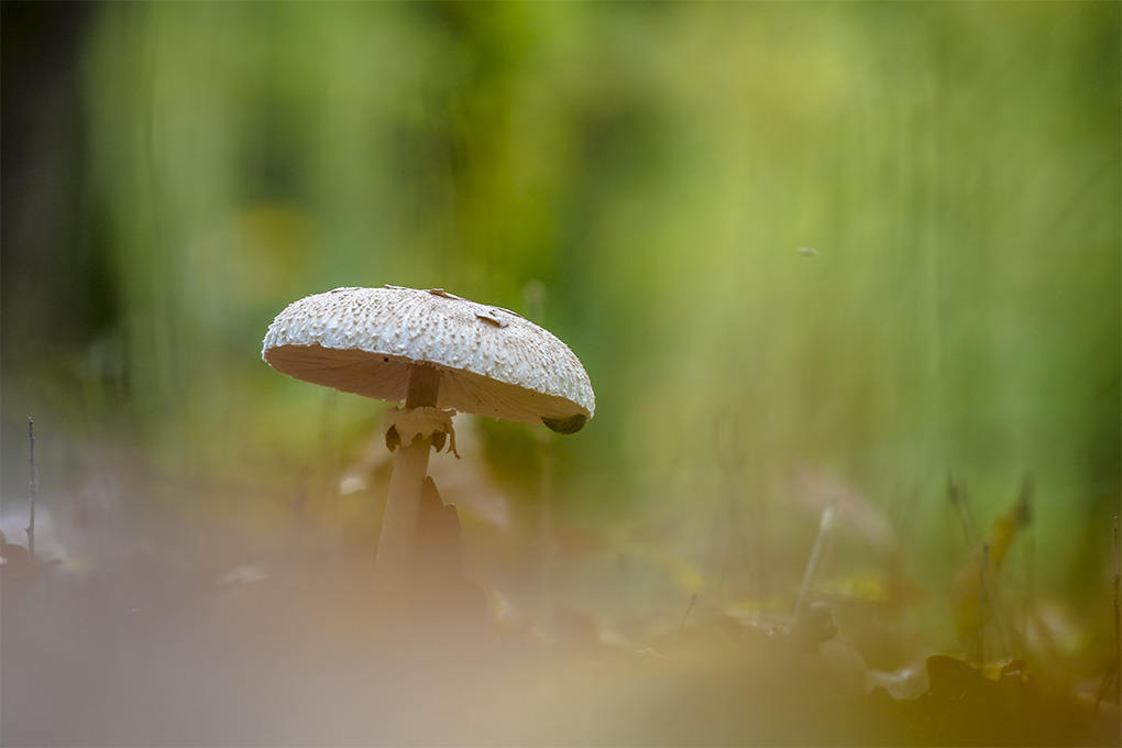 lépiotte élevée i.jpg