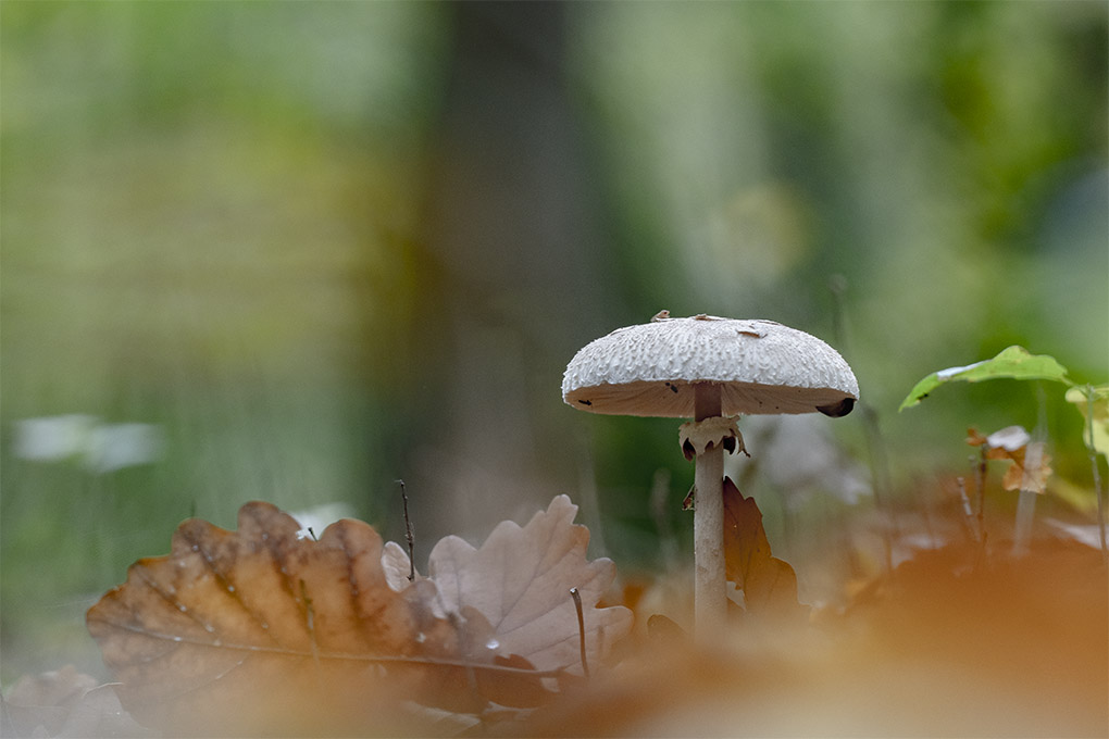 lépiotte élevée l.jpg