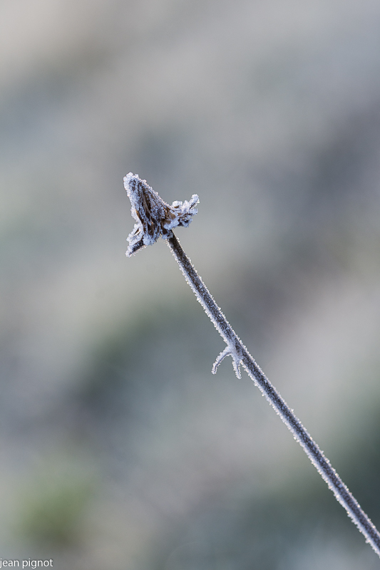 25122020-DSC_4354.JPG