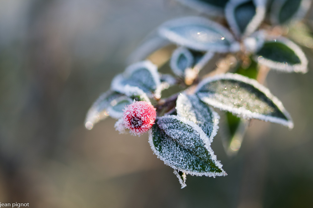 02012021-DSC_4605.JPG