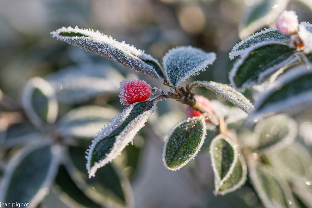 02012021-DSC_4607.JPG