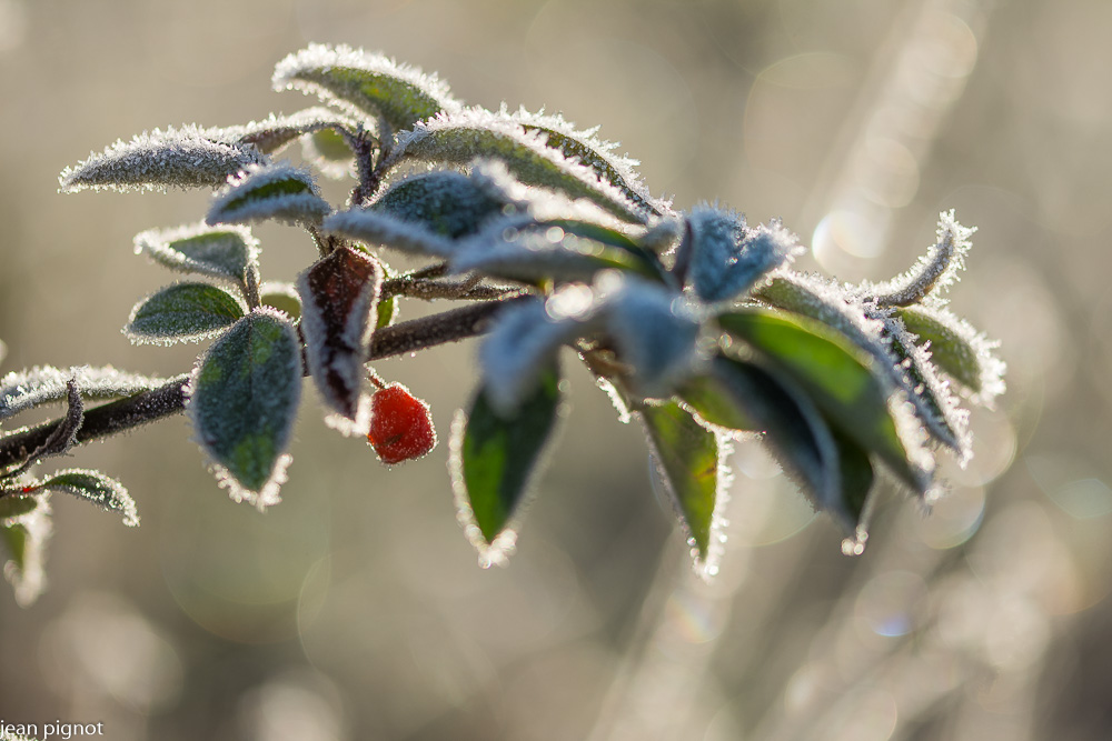02012021-DSC_4610.JPG