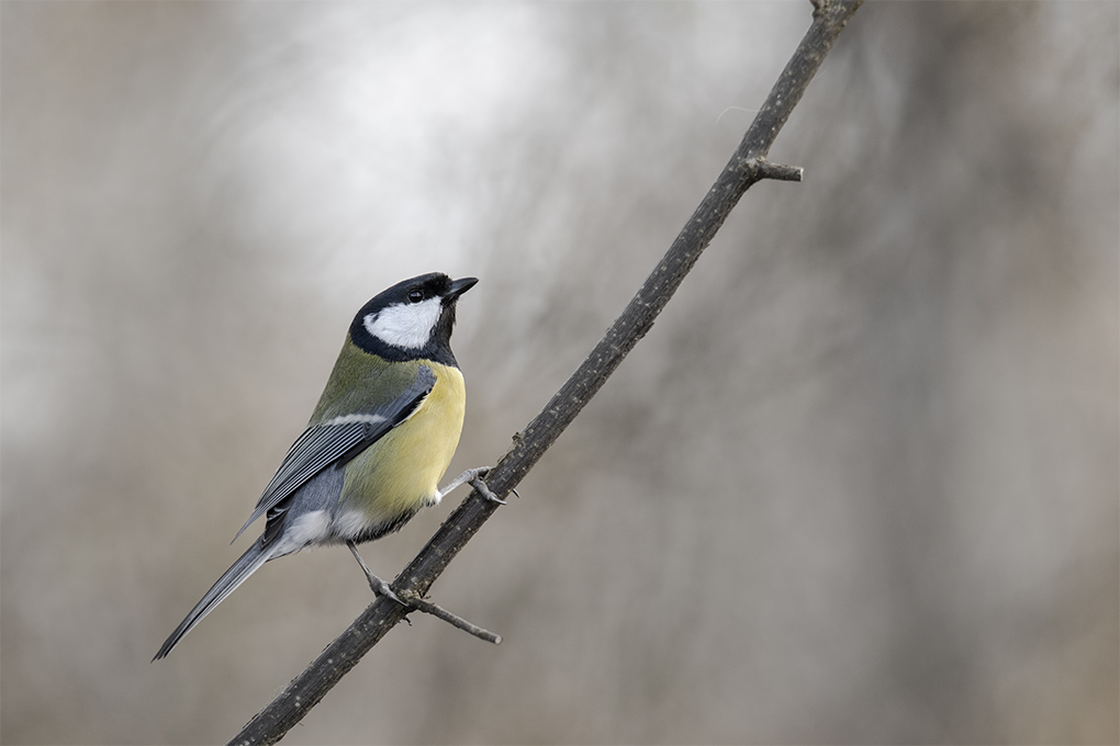Mésange charbonnière 3.jpg