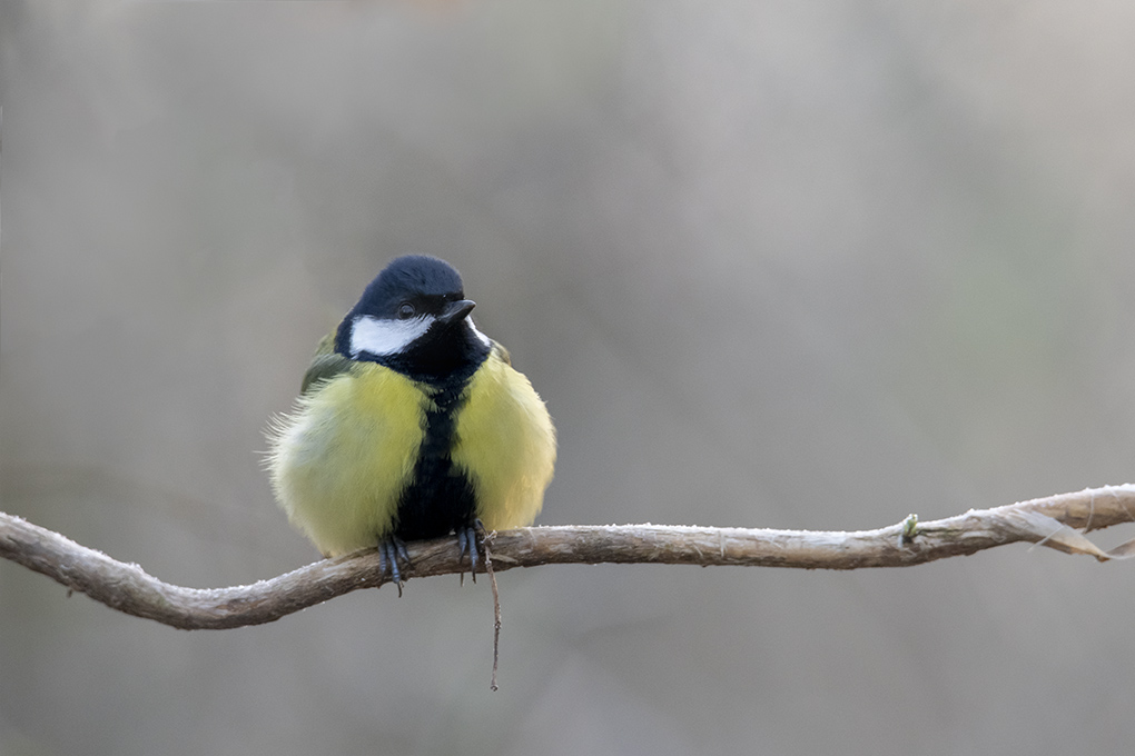 Mésange charbonnière 5.jpg