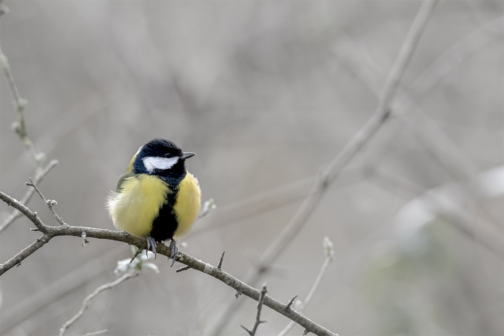Mésange charbonnière 8.jpg