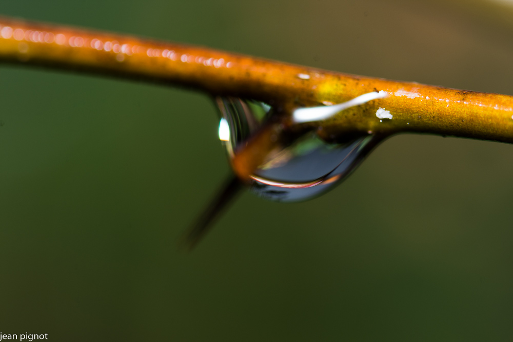 12012021-DSC_5188-2.JPG