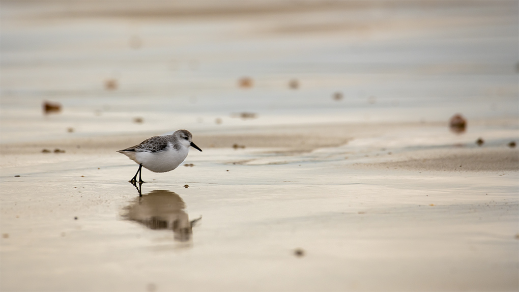 becasseau sanderling 1.jpg