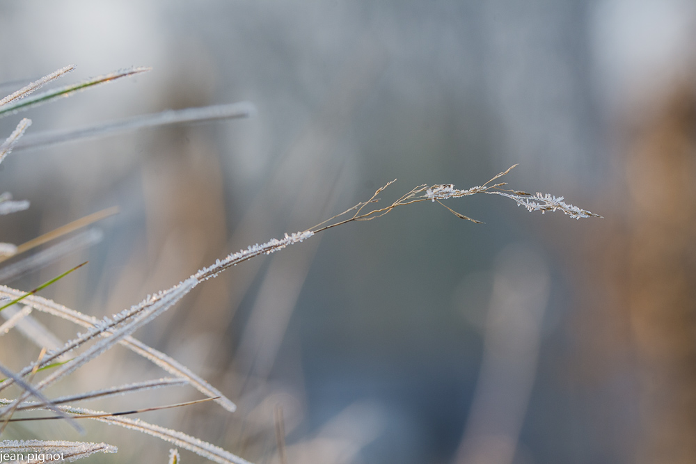 01032021-DSC_7403.JPG