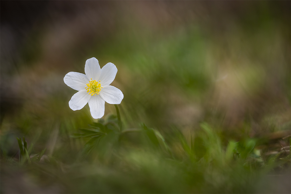 Anemone 1.jpg