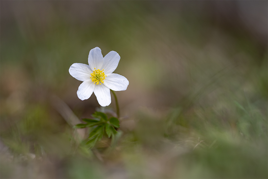 Anemone 2.jpg