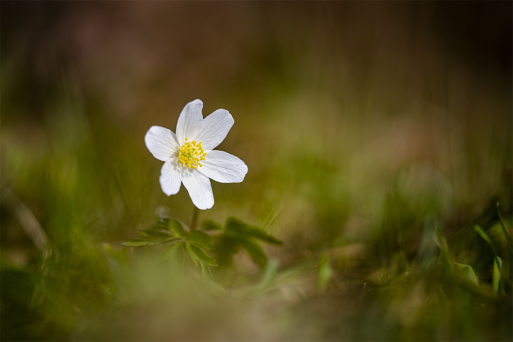 Anemone 3.jpg