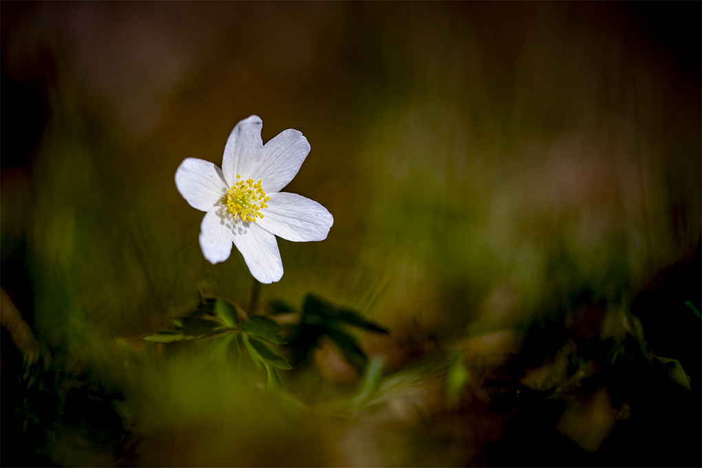 Anemone 4.jpg