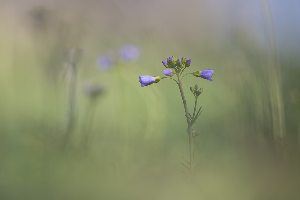 cardamine des prés 3.jpg