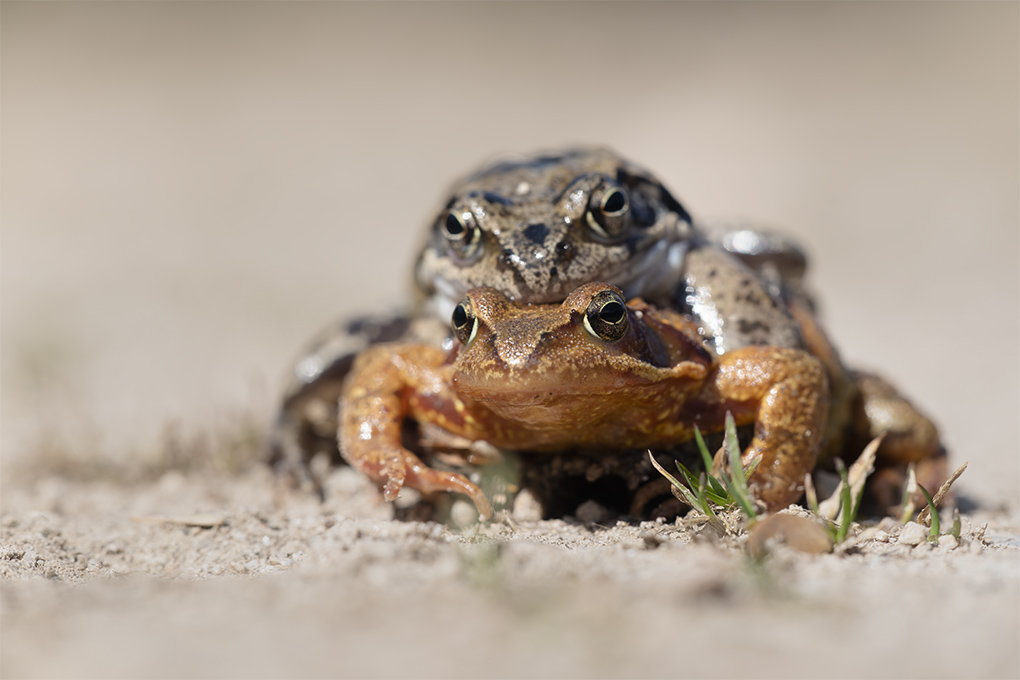 grenouille rousse 1.jpg