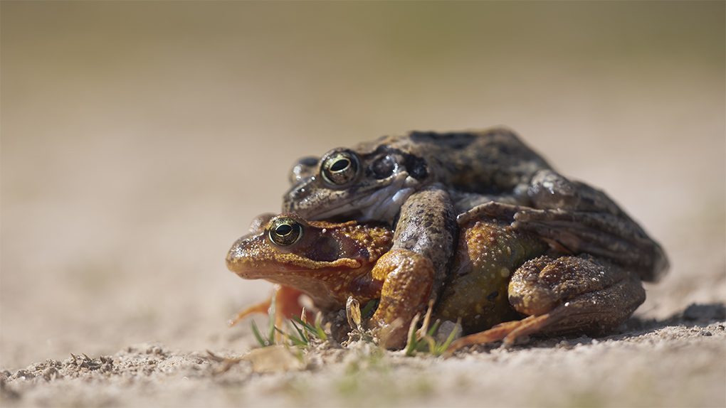 grenouille rousse 2.jpg