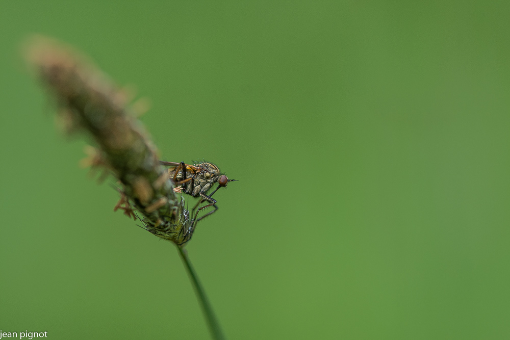 04052021-DSC_9678.JPG