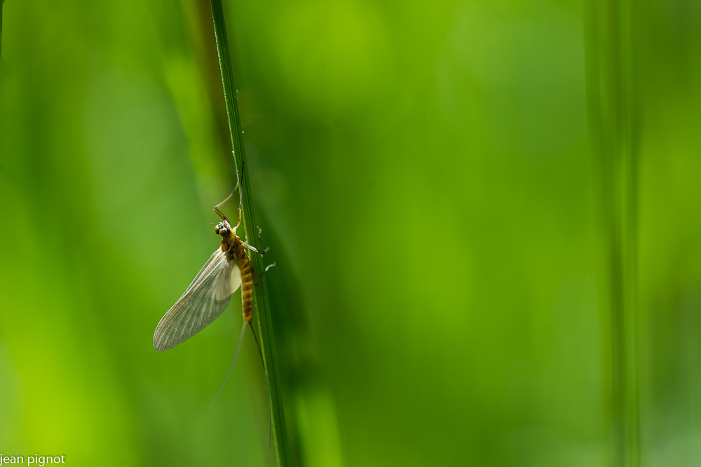 11052021-DSC_0531.JPG