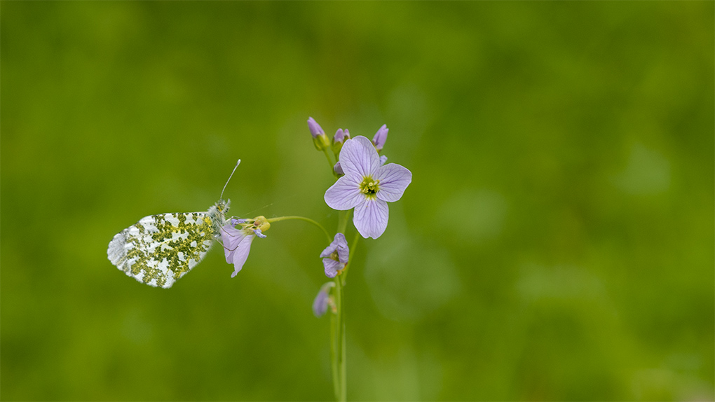 aurore des cardamines 5.jpg
