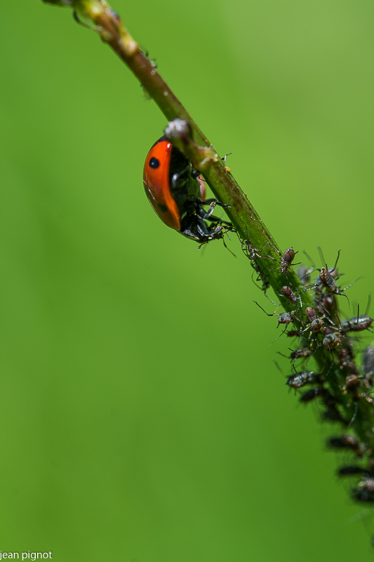 coccinelle.JPG