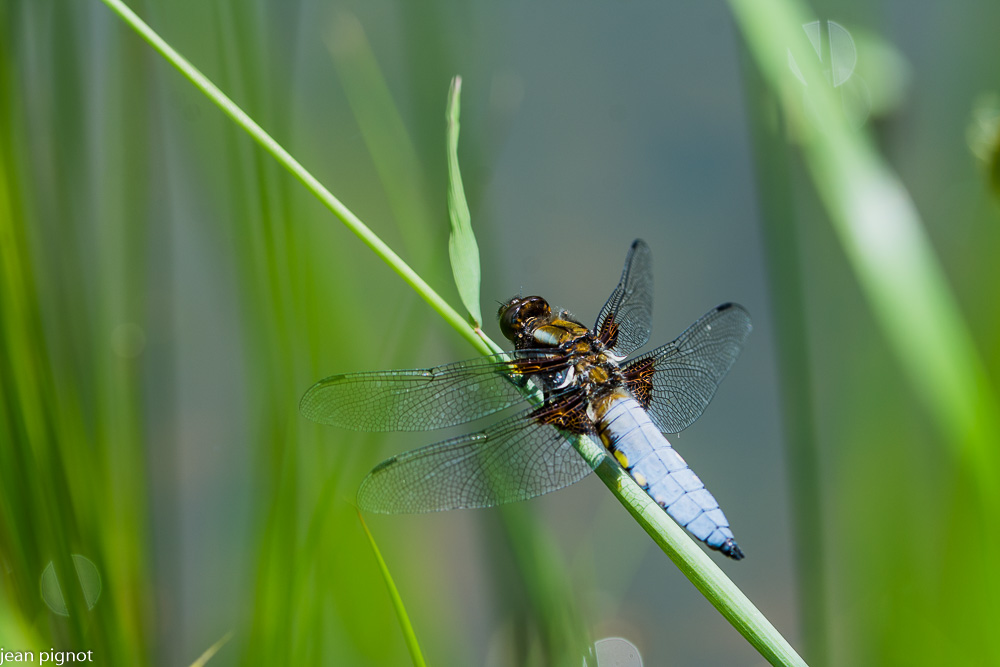 libellule dépressa.JPG