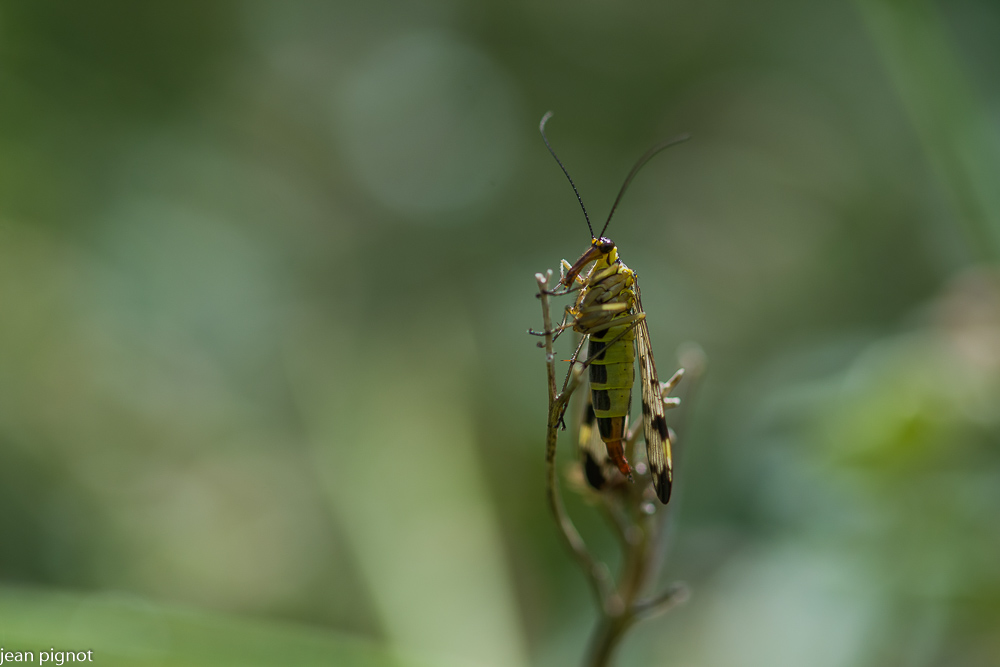 13062021-DSC_3053.JPG